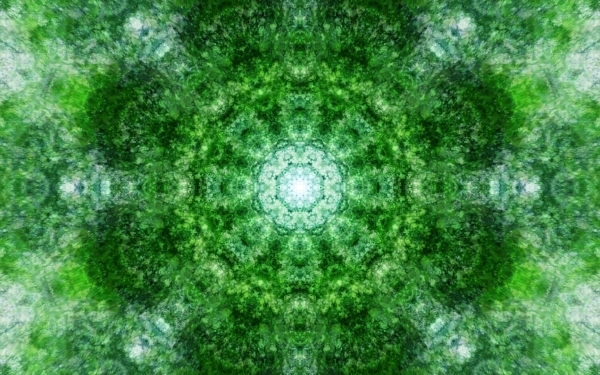 Emitting-Velocity-Mohican-Forest-Still-11-600x375