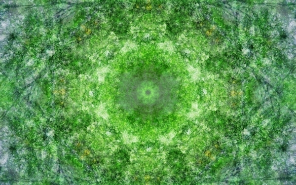 Emitting-Velocity-Mohican-Forest-Still-4-600x375