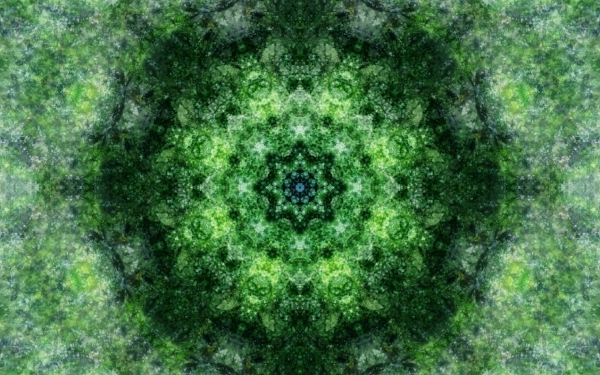 Emitting-Velocity-Mohican-Forest-Still-6-600x375